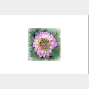 Dahlia Bloom Of Soft Bright Pink, Yellow And White Posters and Art